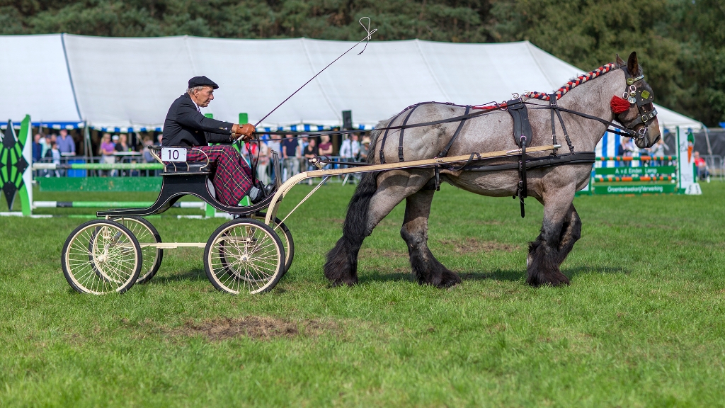 Lierop Fokpaardendag 2016 (117).jpg - Lierop Fokpaardendag 2016